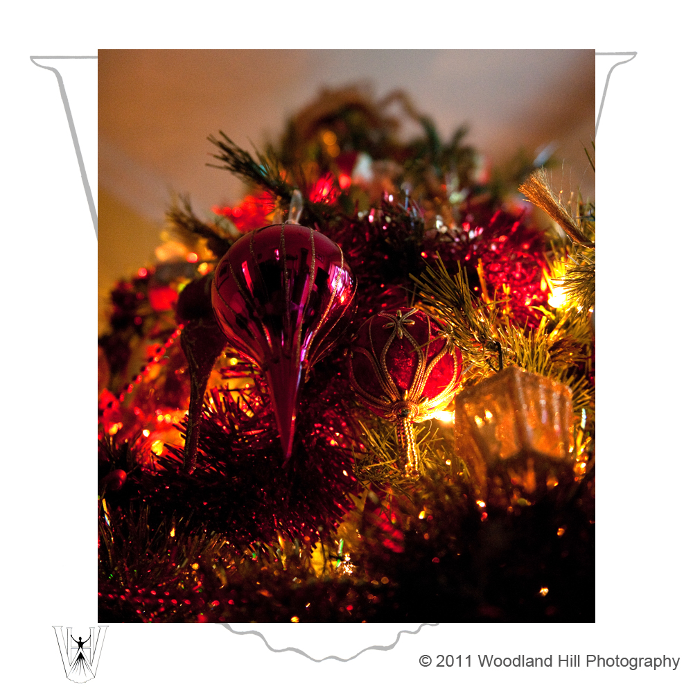 Christmas-Tree-West-Sussex-Photography