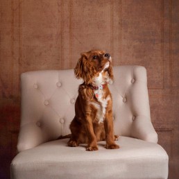 Sussex-and-kent-pet-dog-photography