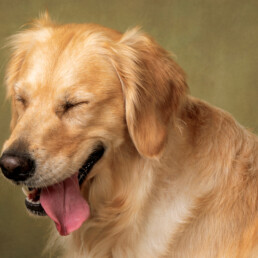 dog laughing