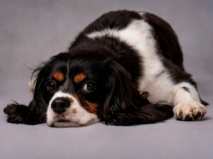 artwork capturing a dog’s personality and true spirit