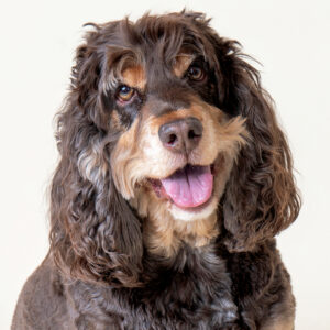 artwork celebrating a fur baby as a full member of a family