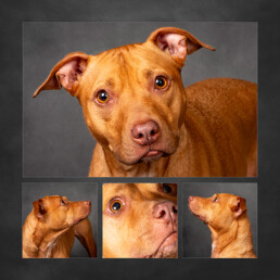 confident rescue dog enjoying a calm guided experienceDog artwork showing personality in Sussex surrey and Kent