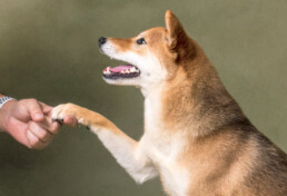 If you’re ready for a calm, guided Pawtrait Experience created around your fur child’s needs and your family’s story, I’d love to connect. Let’s Chat About Your Family’s Story →