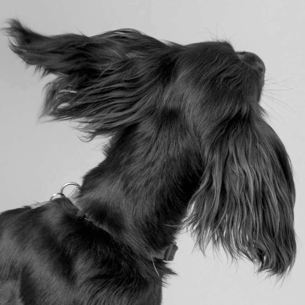 Dog Pawtrait experience Woodland Hill Photography