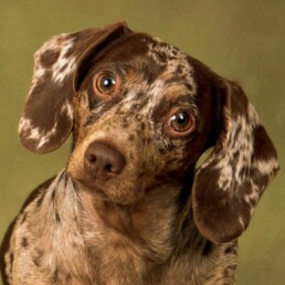 artwork capturing a dog’s personality and true spirit