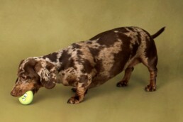 dogs true personality playingw with ball