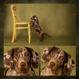 wall art collage of a dog