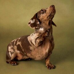 daschund using paw to gain treats