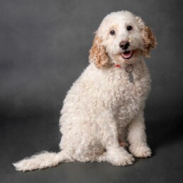 cockerpoo smiling at the camera