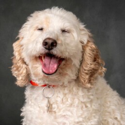 cockerpoo smiling at the camera