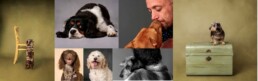 collage of dog portratis