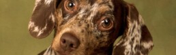 artwork capturing a dog’s personality and true spirit